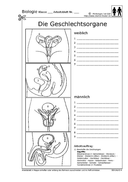 Hier klicken, um das Arbeitsblatt als PDF-Dokument anzeigen zu lassen!